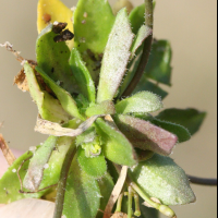 erophila_verna5md (Draba verna)