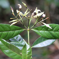 faramea_occidentalis2md