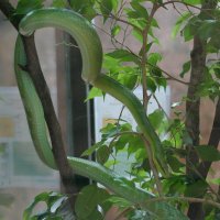 Gonyosoma oxycephalum (Serpent ratier des mangroves,  Serpent ratier à queue rouge)