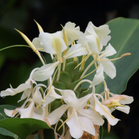 hedychium_flavescens2bd