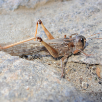 Locusta migratoria ssp. capito (Criquet migrateur malgache)