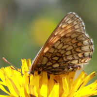 melitaea_varia2bd