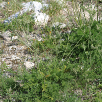 Meum athamanticum (Fenouil des Alpes)