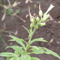 nicotiana_tabacum2md