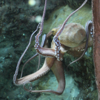octopus_vulgaris5bd