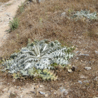 Onopordum bracteatum (Onopordon)