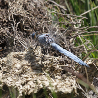 orthetrum_brunneum5bd