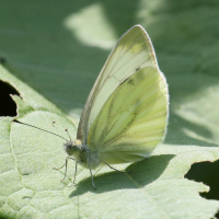 pieris_rapae5bd