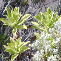 Psiadia anchusifolia (Psiadie à feuilles de buglosse)