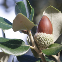 Quercus ilex (Chêne vert, Yeuse)
