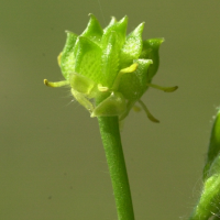 ranunculus_parviflorus4md