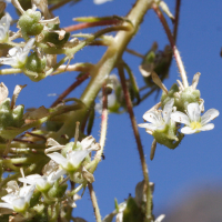 saxifraga_longifolia4md