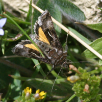 Syngrapha devergens (Plusie alpine)