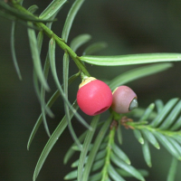 taxus_baccata5md (Taxus baccata)