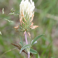 Trifolium_ochroleucon (Trifolium ochroleucon)