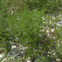 Ambrosia artemisiifolia (Ambroisie)