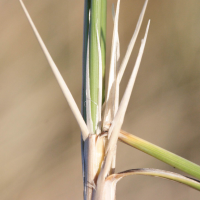 ammophila_arenaria3amd (Ammophila arenaria)