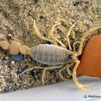 Apistobuthus pterigocercus (Scorpion)