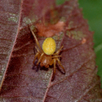 Araniella cucurbitina (Araignée)