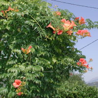 Campsis grandiflora (Bignone à grandes fleurs)