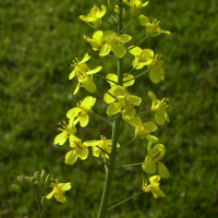 Brassica_napus (Brassica napus)