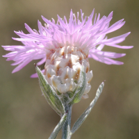 Centaurea_jacea