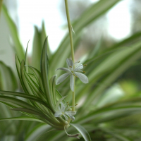 chlorophytum_comosum2md (Chlorophytum comosum)