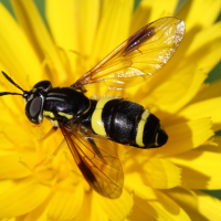 chrysotoxum_bicinctum2bd (Chrysotoxum bicinctum)