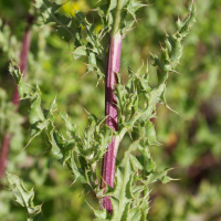 cirsium_arvense5md (Cirsium arvense)