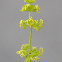 cruciata_laevipes4md (Cruciata laevipes)