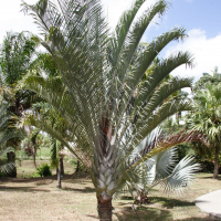 dypsis_decaryi1md