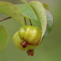 eugenia_uniflora3bd (Eugenia uniflora)