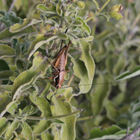 eupholidoptera_smyrnensis4md (Eupholidoptera smyrnensis)