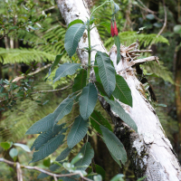 Fuchsia boliviana (Fuchsia de Bolivie, Fuchsia à grandes fleurs)