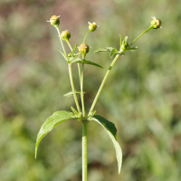 galinsoga_parviflora3md