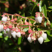 gaultheria_cuneata2md