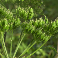 heracleum_sphondylium4bmd