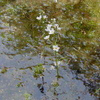 Hottonia palustris (Hottonie des marais)
