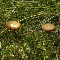 hypholoma_elongatum2md