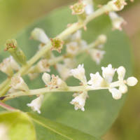 Laguncularia racemosa (Palétuvier blanc, Palétuvier gris, Manglier blanc)