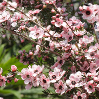 leptospermum_scoparium4md