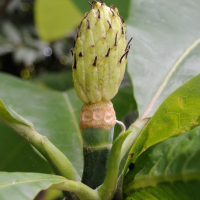 magnolia_tripetala3md