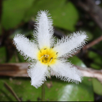 nymphoides_indica5bd