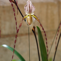 paphiopedilum_philippinense4md