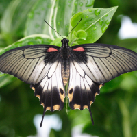 papilio_lowi5md