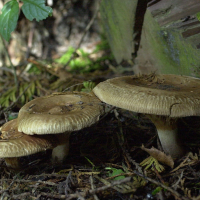 paxillus_involutus3bd