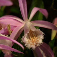 pleione_formosana3bd