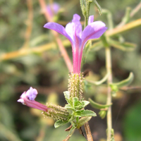 plumbago_europaea3md