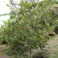 Psidium friedrichsthalianum (Goyavier du Costa Rica)