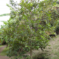 psidium_friedrichsthalianum1md